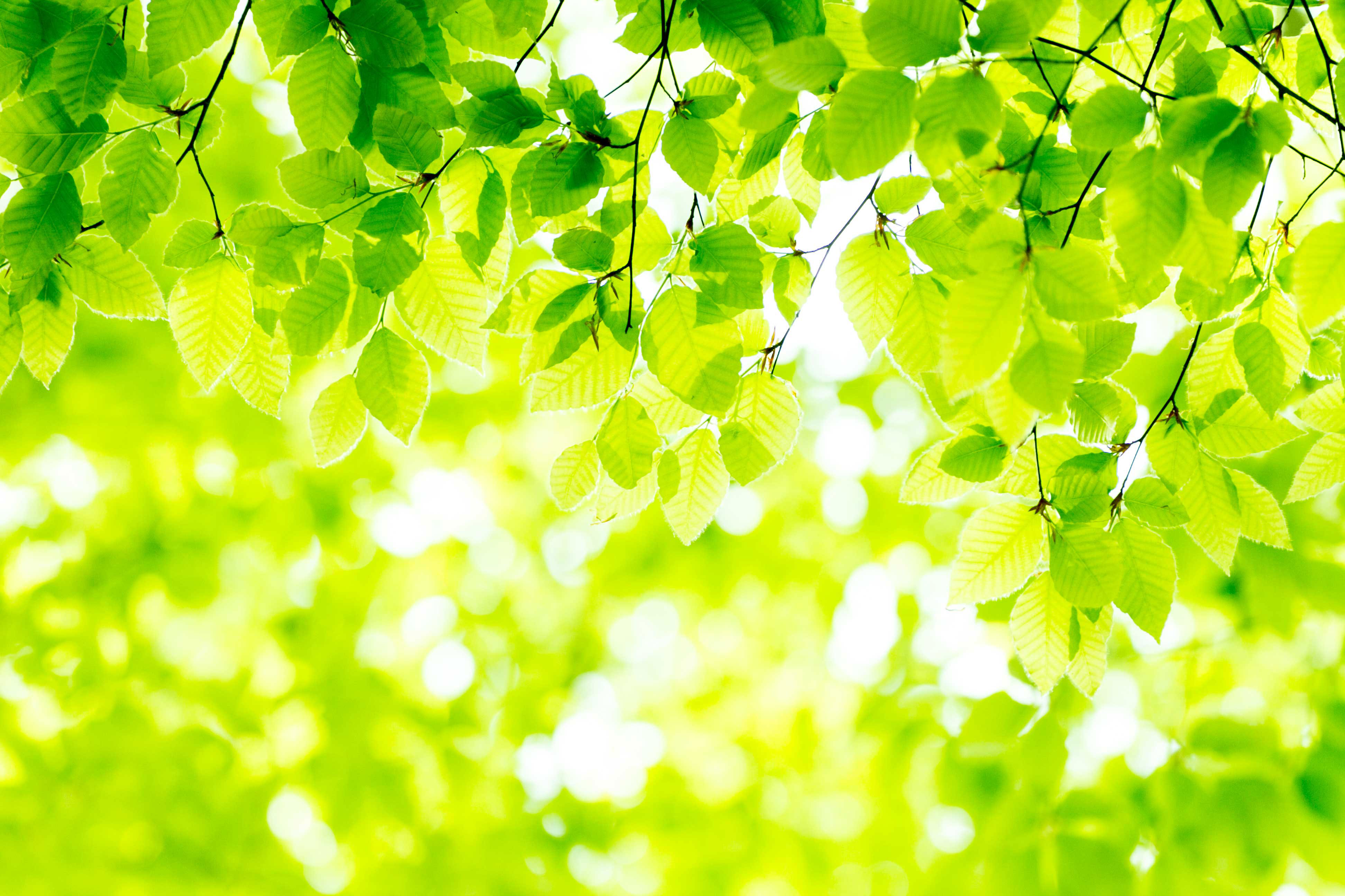 Elviento エルビエント